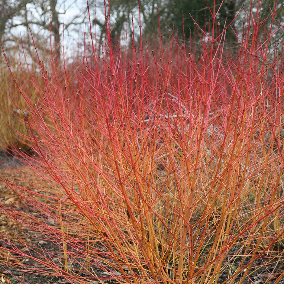 Cornus sanguinea 'Magic Flame'
